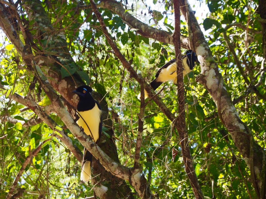 イグアス国立公園内nのカラフルな鳥