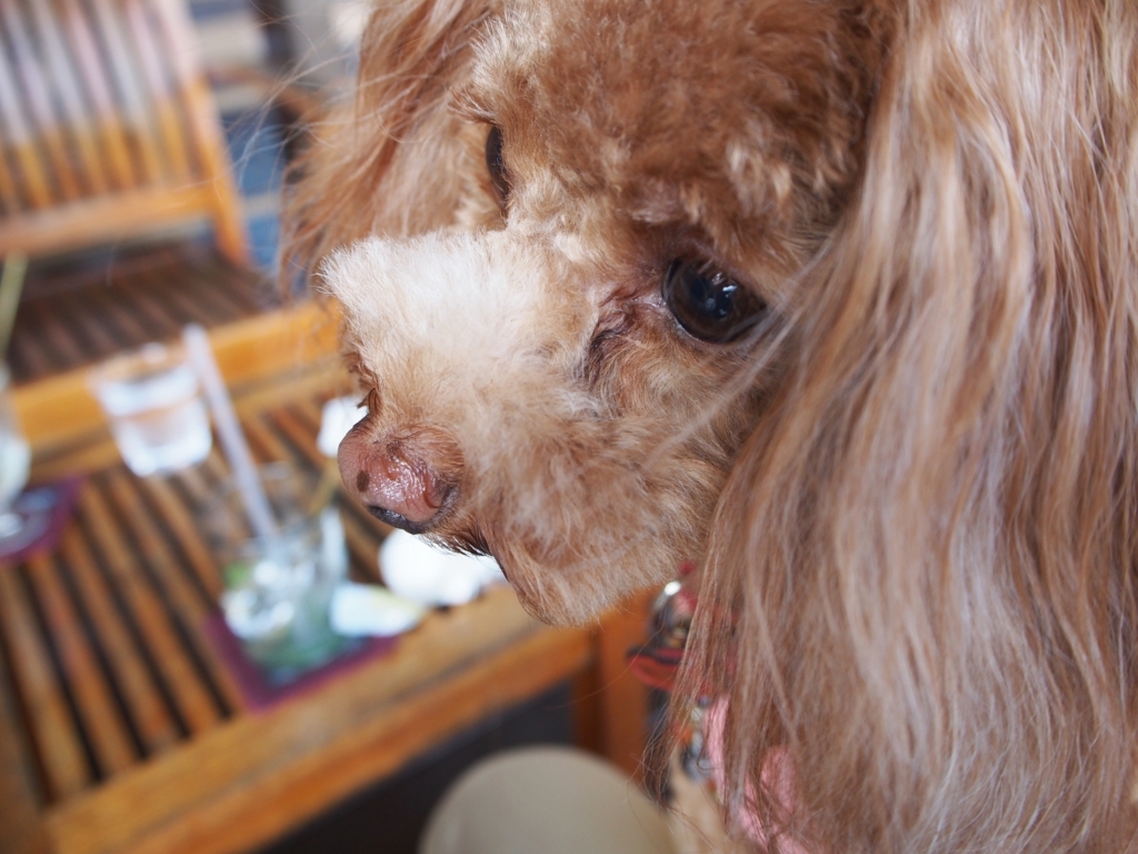 f:id:edatabi:20180505103949j:plain