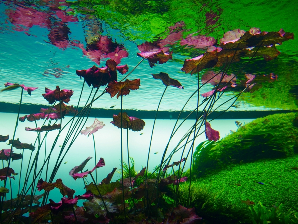 f:id:edatabi:20180511120909j:plain f:id:edatabi:20180511120909j:plain