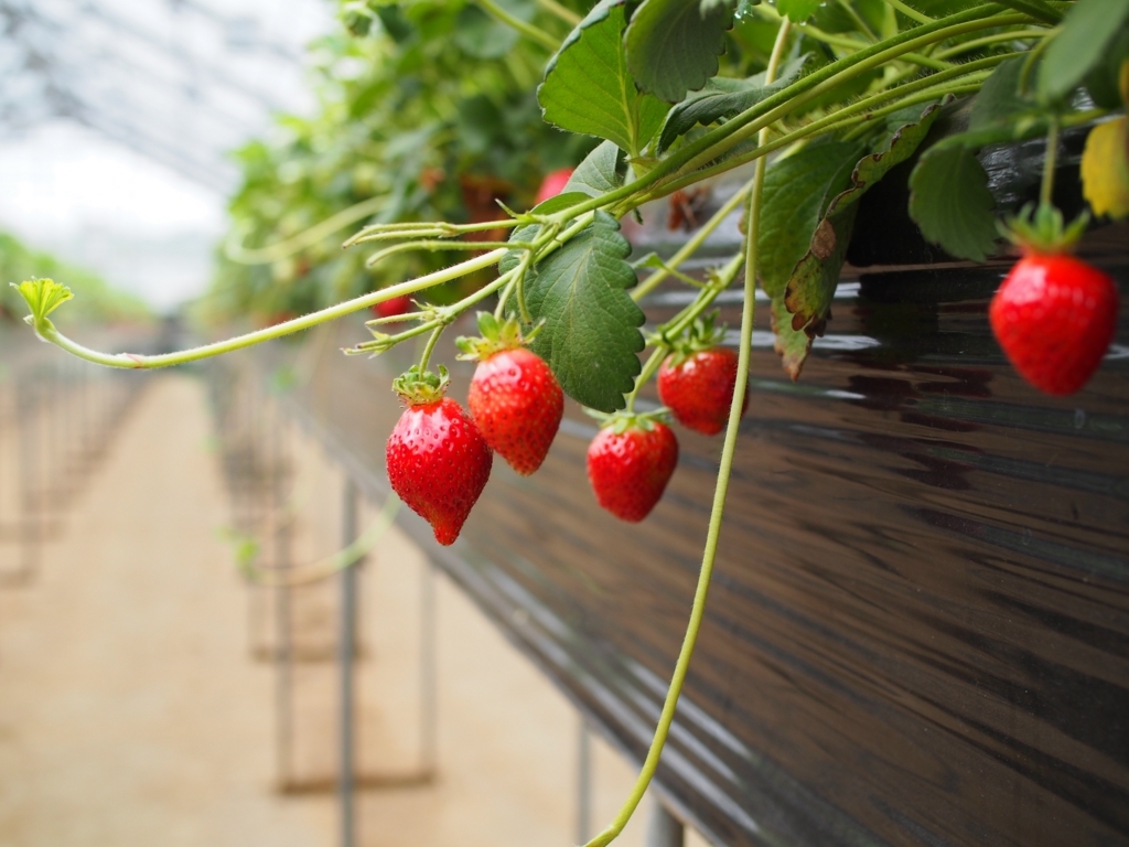 f:id:edatabi:20180511144608j:plain f:id:edatabi:20180511144608j:plain