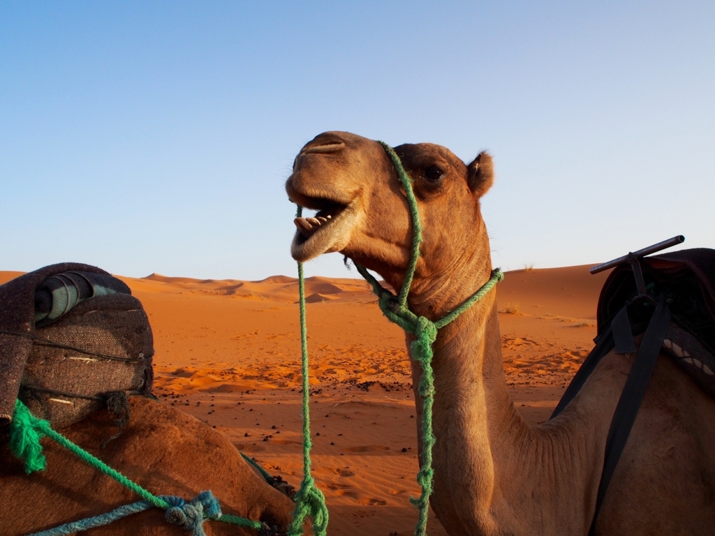 f:id:edatabi:20180615105410j:plain