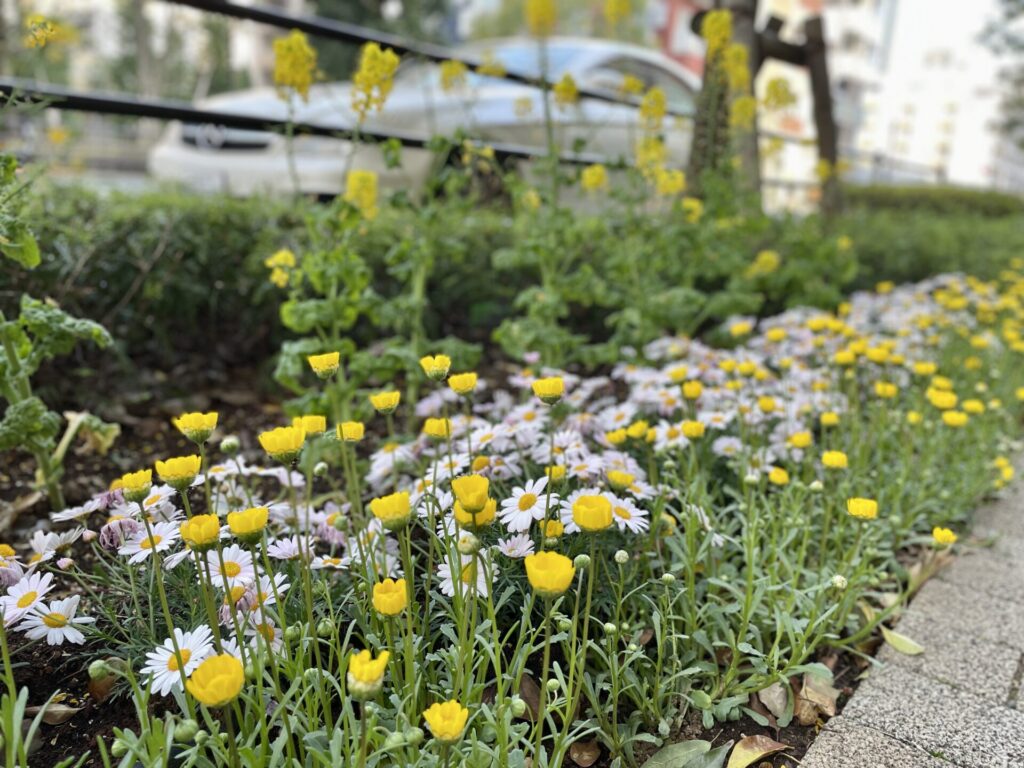 山手線徒歩で一周 路上のお花