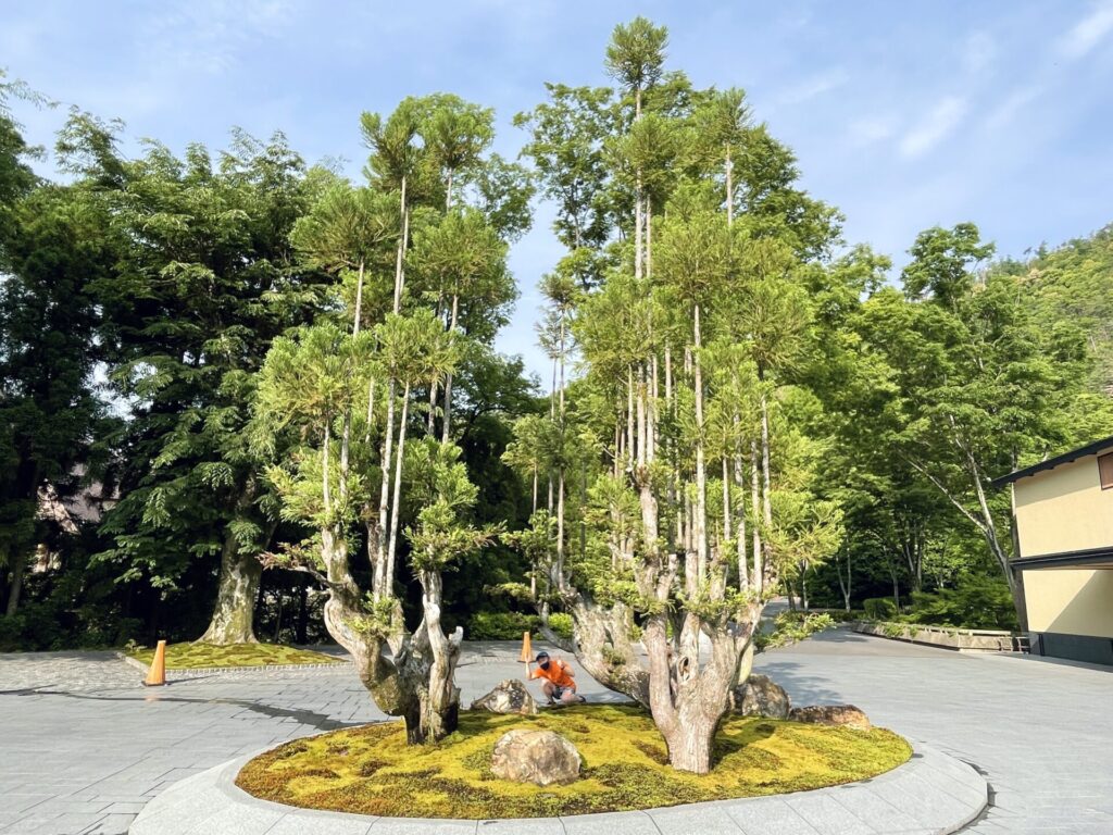 ロク京都 旅ラン 北山杉