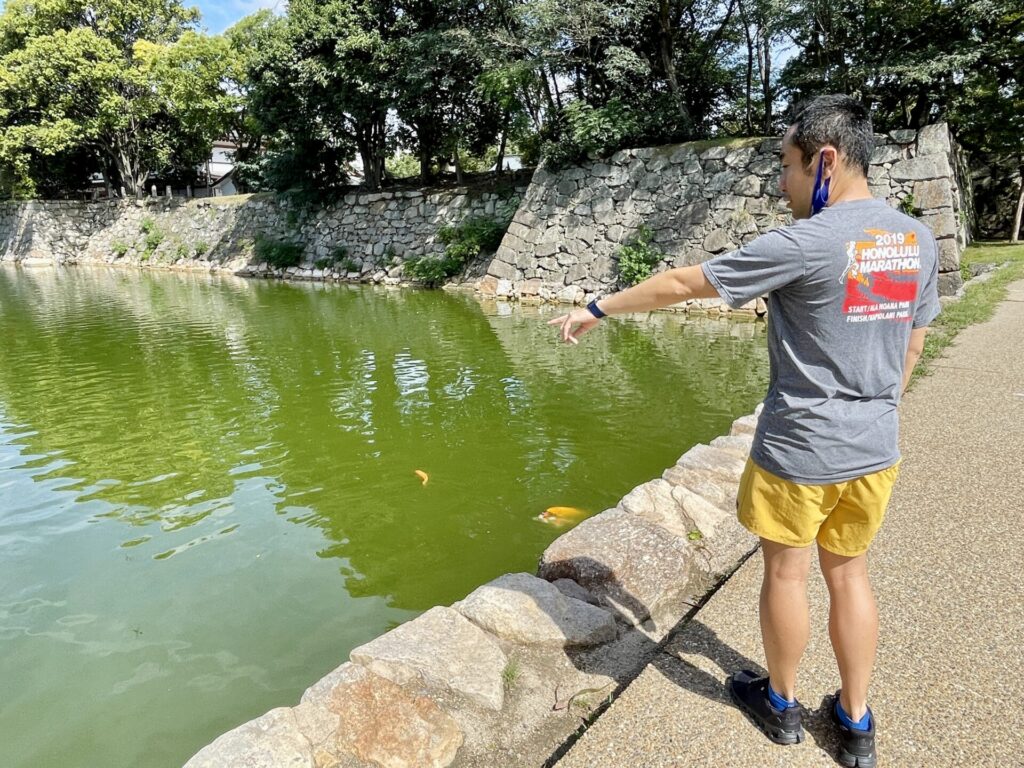 「ヒルトン広島」旅ランの様子 広島城のお堀でカメを発見