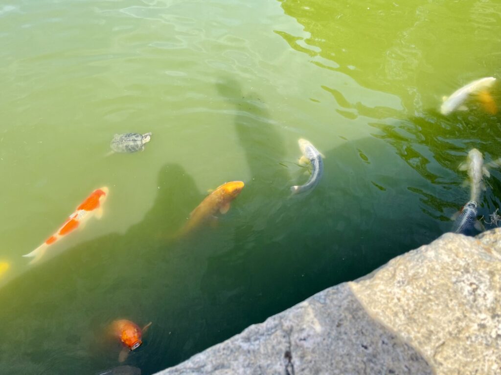 「ヒルトン広島」旅ランの様子 広島城のお堀でカメを発見