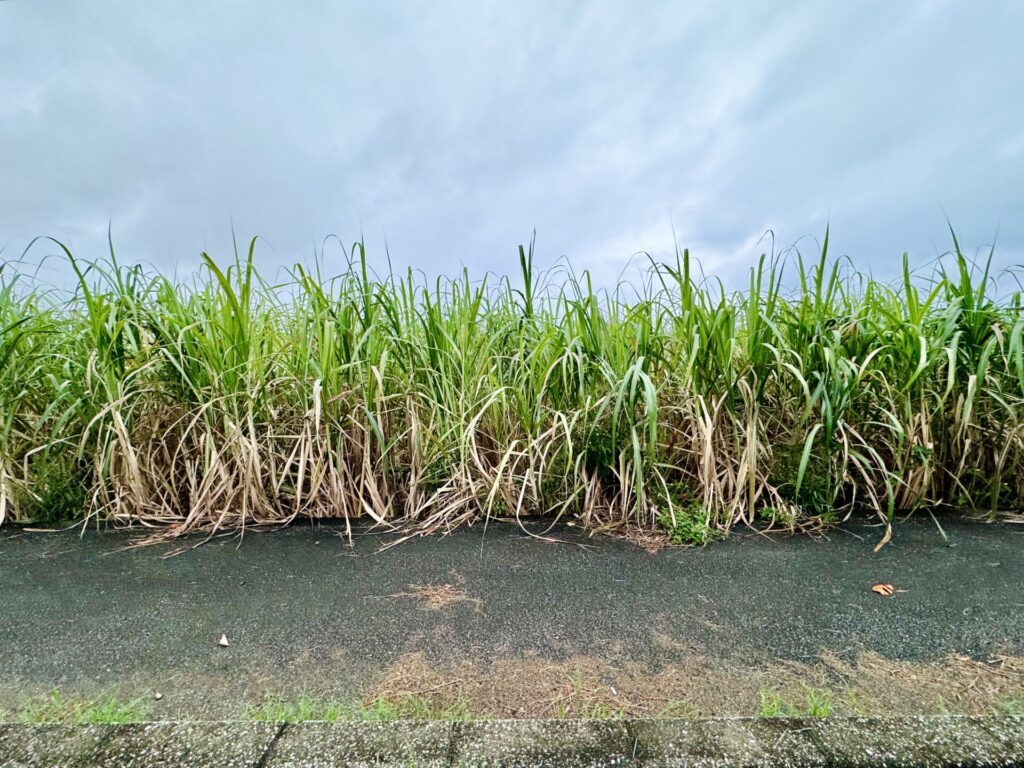 「17ENDハーフマラソン」宮古諸島らしい さとうきび畑の景色