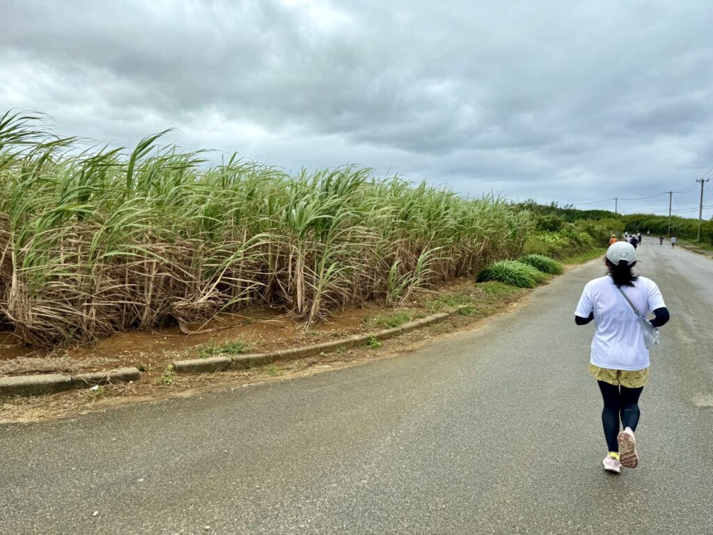 17ENDハーフマラソン さとうきび畑