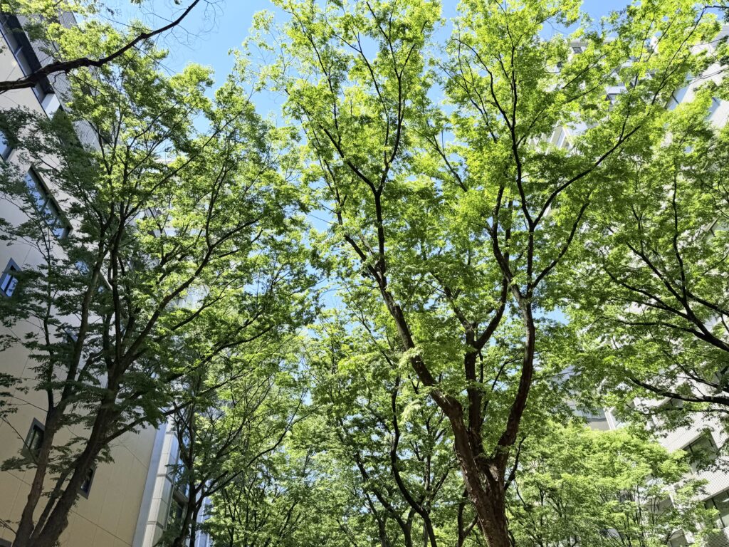 仙台国際ハーフマラソン 青葉通りの新緑