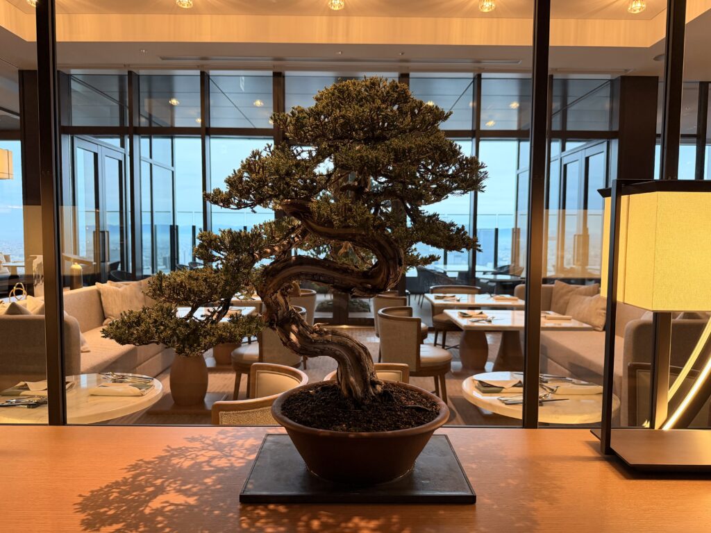 コンラッド名古屋_カーサオリーバの盆栽