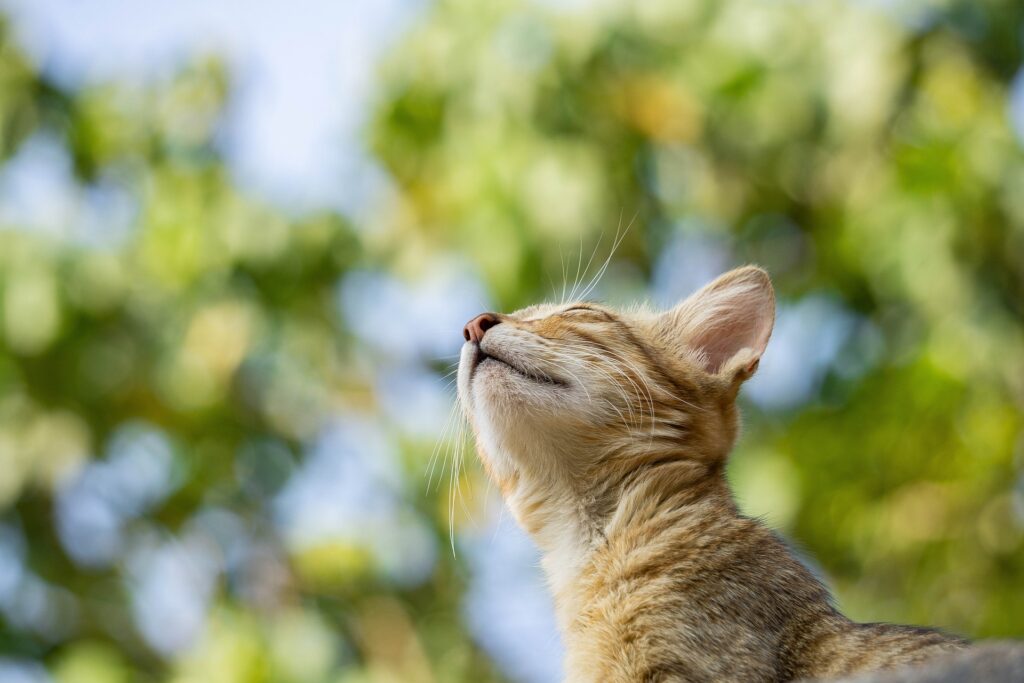 猫島_イメージ